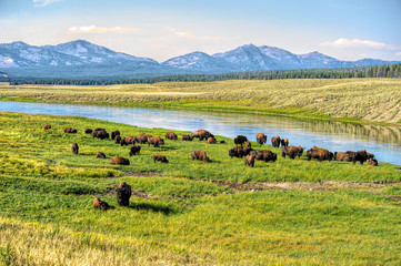 Yellowstone National Park