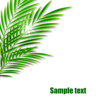 Green palm leaves on white background. Vector.