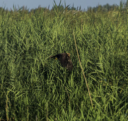 bird of prey in flight searching and hunting above a pond