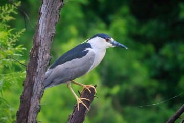 Night Heron in a Tree (Nycticorax nycticorax) perched in a tree.