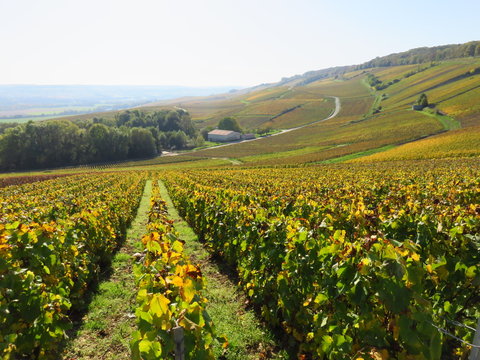 Paysage de parcelles de vignes en automne en Champagne (France)