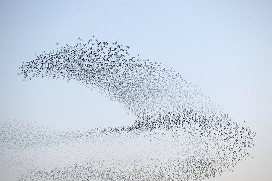 Dance of the starlings