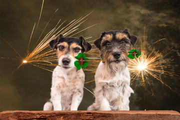 happy feuerwerks Hunde - zwei Jack Russell Terrier