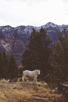 Wyoming - 41 Days Traveling the USA in a van