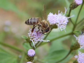 Abelha