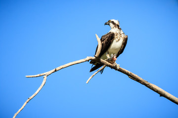 Osprey (Pandion haliaetus) Perched on a Dead Tree