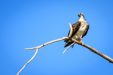 Osprey (Pandion haliaetus) Perched on a Dead Tree