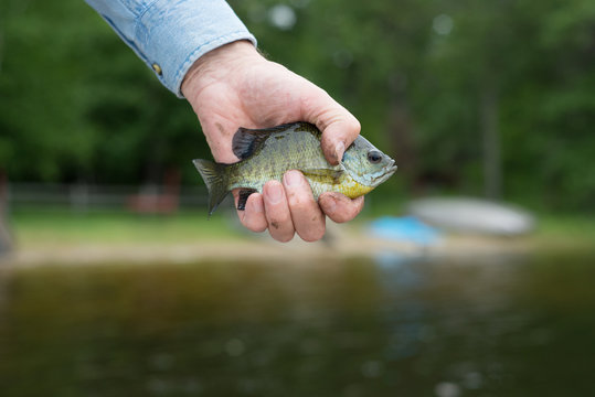 anonymous man holds small sunfish over lake where it was caught