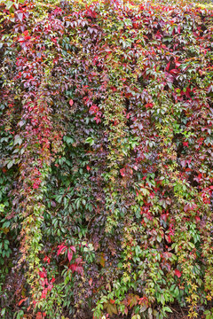 Wall full of colorful vine plant (or climber or creeper) in autumn colors.
