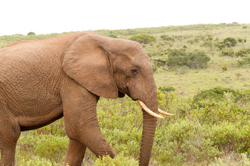 Fototapeta na wymiar Elephant standing with his feet in the bushes