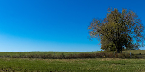 Green Field Green Tree Blue Sky