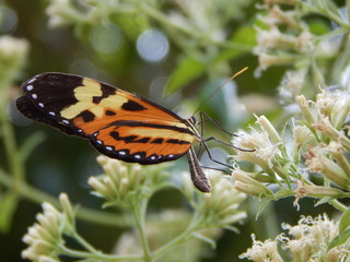 Borboleta