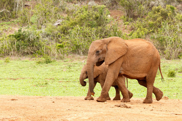 Baby Elephant walking behind his mom