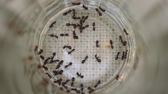 Ants in the glass, macro