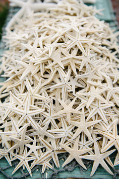 a large quantity of dried white star fish