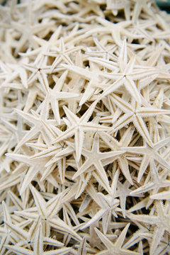 a large quantity of dried white starfish
