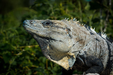 Large black spiny-tailed iguana head shot