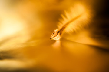 Abstract composition with dried clematis seeds and light
