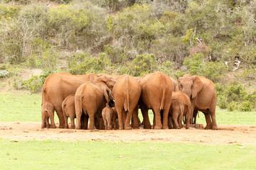 Elephants drinking water together