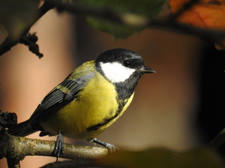 Beautiful Great tit