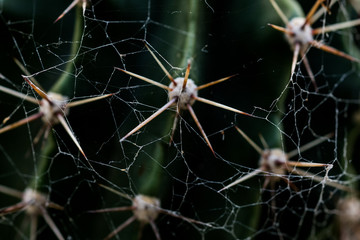 Spinnennetz und Kaktus
