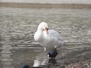 Schwan im Wasser