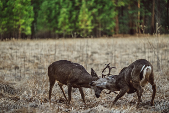 Deer fighting in field