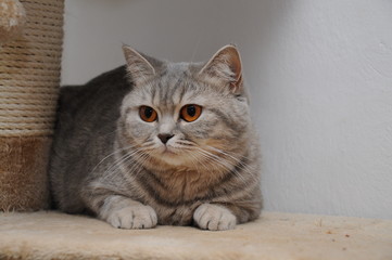 British shorthair cute cat with brown eyes on scratcher