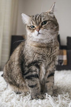 disgruntled cat