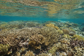 Underwater seascape healthy coral reef in shallow water, south Pacific ocean, lagoon of Grand Terre island in New Caledonia, Oceania