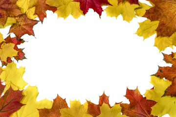 Naklejka na ściany i meble Yellow autumn maple leaves on a white background