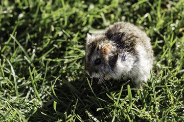Hamster free in a lawn the middle of  grass with black eyes and white and hazel fur