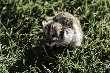 Hamster free in a lawn the middle of  grass with black eyes and white and hazel fur

