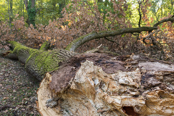 Huge tree fallen down after a storm
