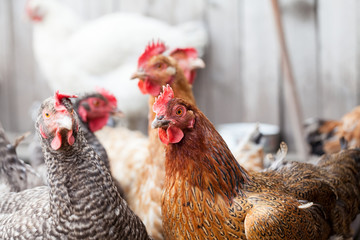 Hens and rooster in the backyard
