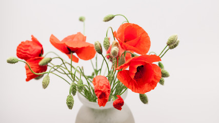 Red poppies (Papaver rhoeas) and buds with details
