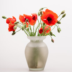 Red poppies (Papaver rhoeas) and buds with details
