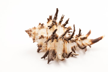 Seashells - colors and texture
