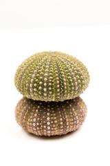 Green sea urchin with details
