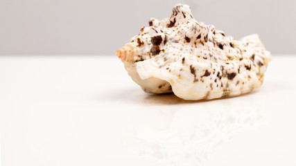 Seashells - colors and texture
