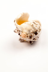 Seashells - colors and texture
