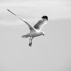Beautiful seagulls soaring in the sky