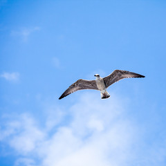 Obraz premium Beautiful seagulls soaring in the sky