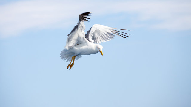 Beautiful seagulls soaring in the sky
