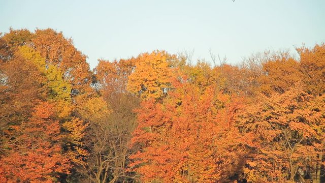 Autumn Leaves / Fall Colors / Trees / Bird- Fix