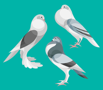 Stylized Pigeons - Pouter