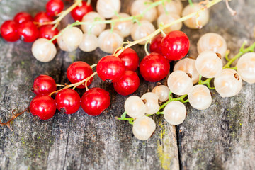 Currants with old wood texture
