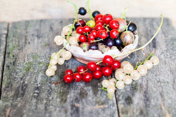 Currants with old wood texture
