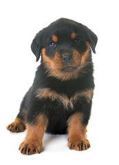 puppy rottweiler in studio