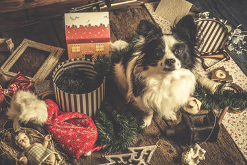 Dog Christmas cards, naughty puppy